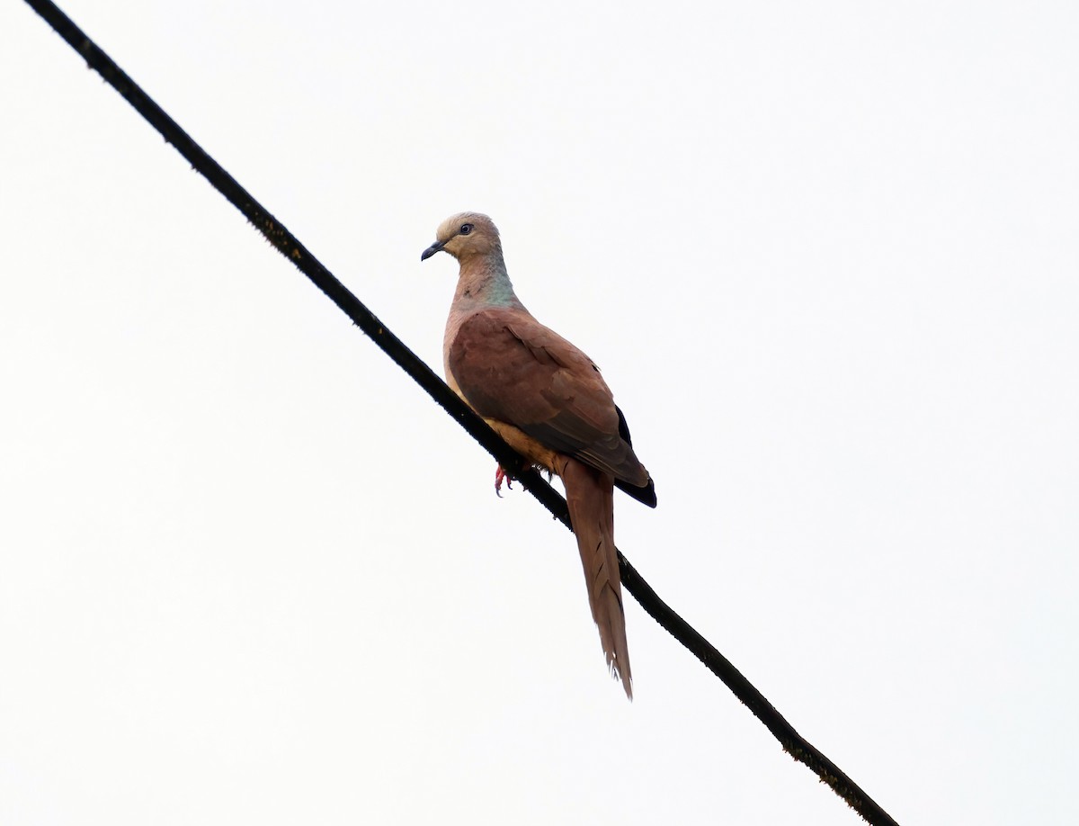 Amboyna Cuckoo-Dove - ML591747351