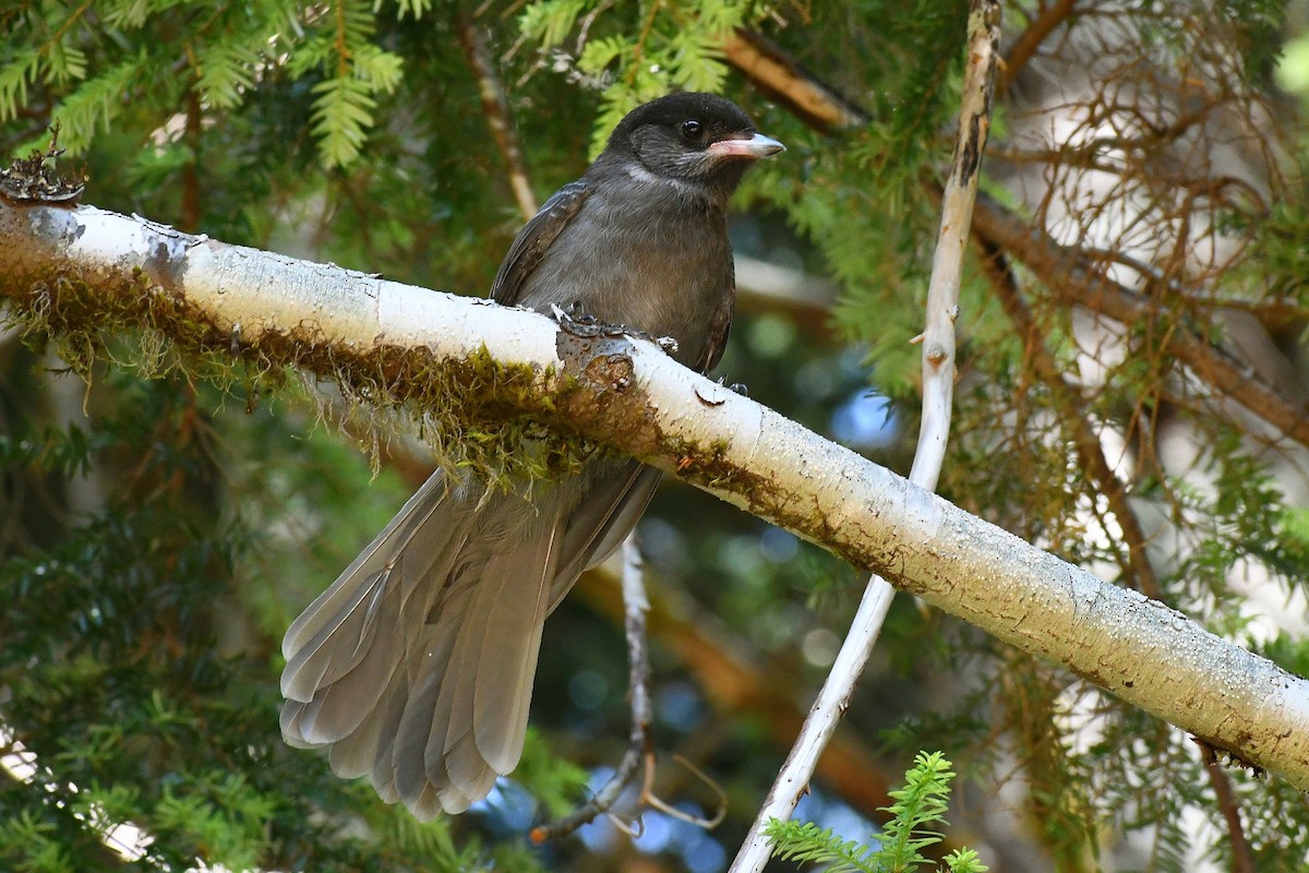 Canada Jay - ML591747391