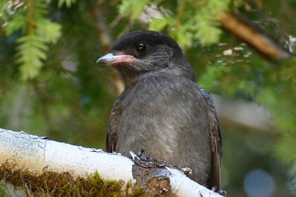 Canada Jay - ML591747421