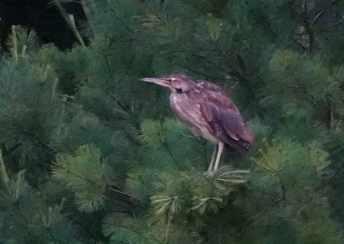 American Bittern - ML591747621