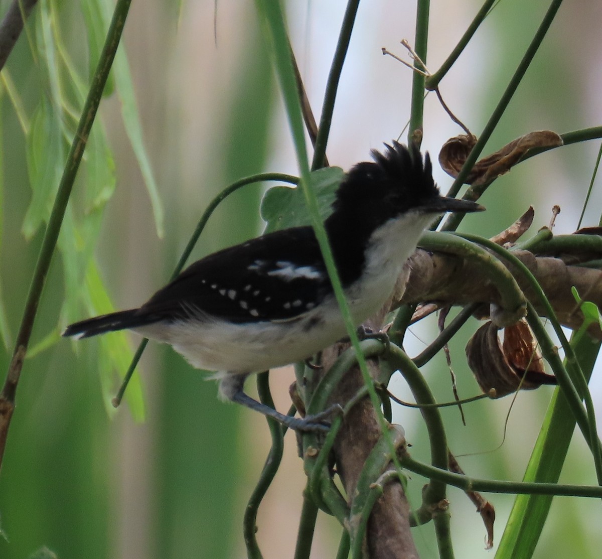 Black-and-white Antbird - ML591747631