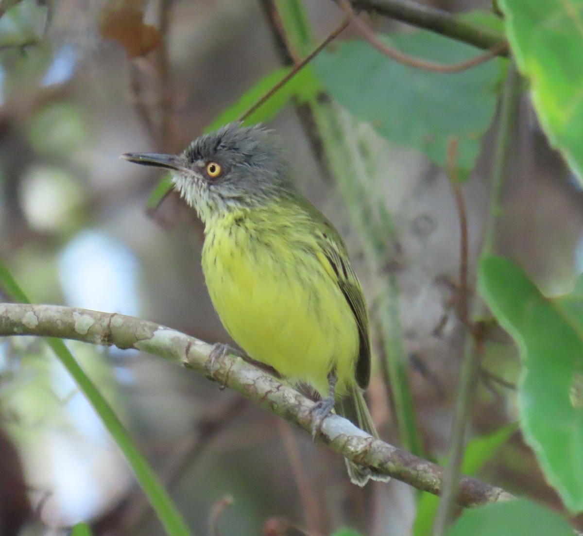 Spotted Tody-Flycatcher - ML591747781