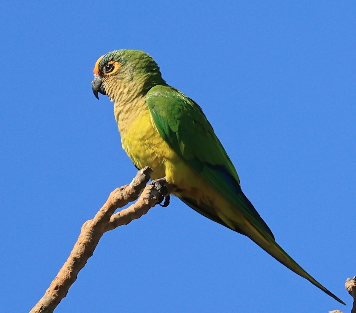 Peach-fronted Parakeet - Steve Parrish