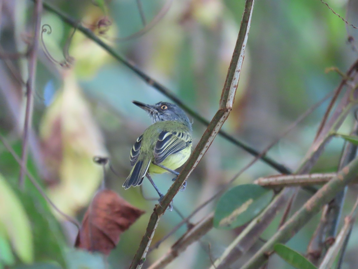 Spotted Tody-Flycatcher - ML591747851