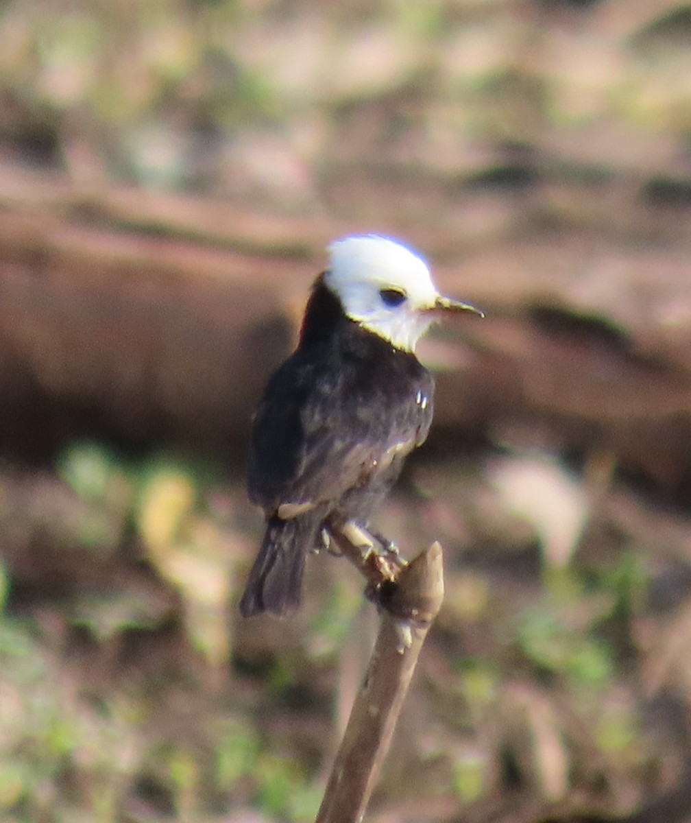 White-headed Marsh Tyrant - ML591747921