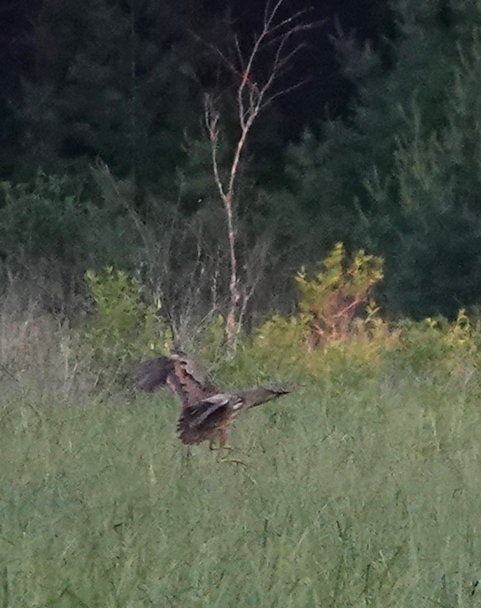 American Bittern - ML591747931