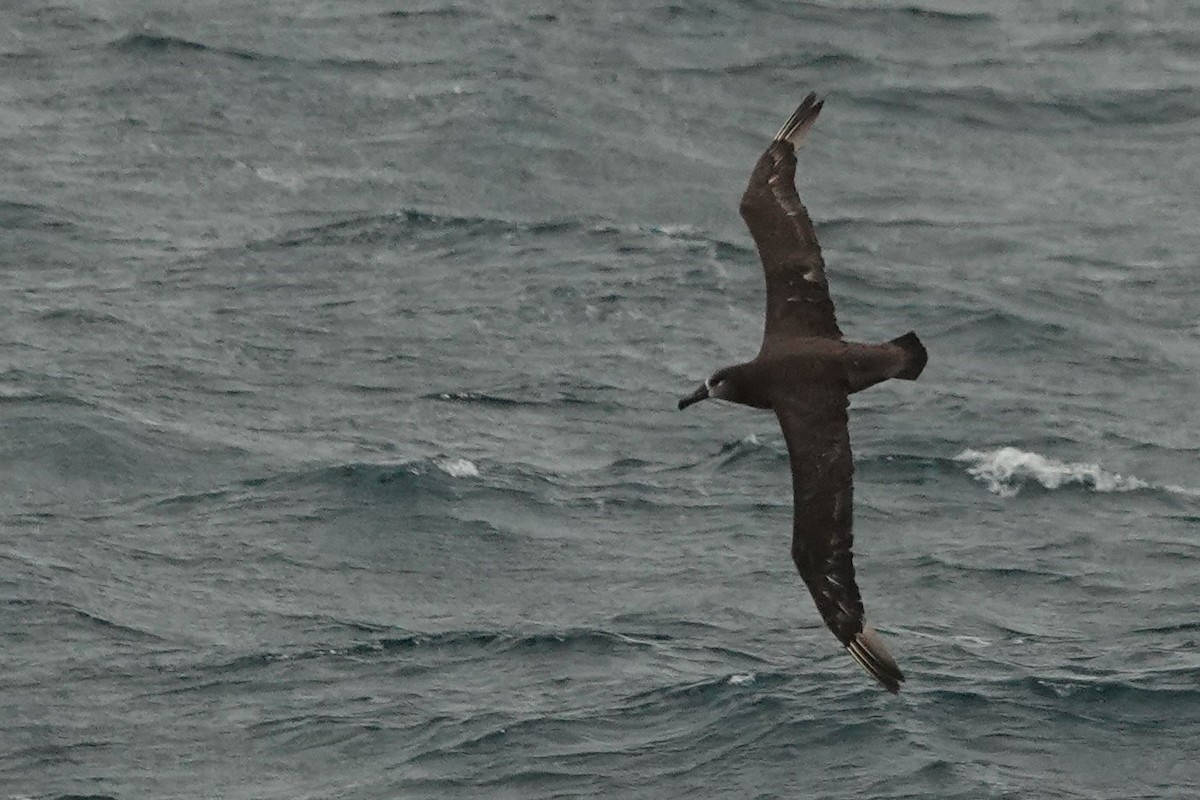 Albatros à pieds noirs - ML591748291