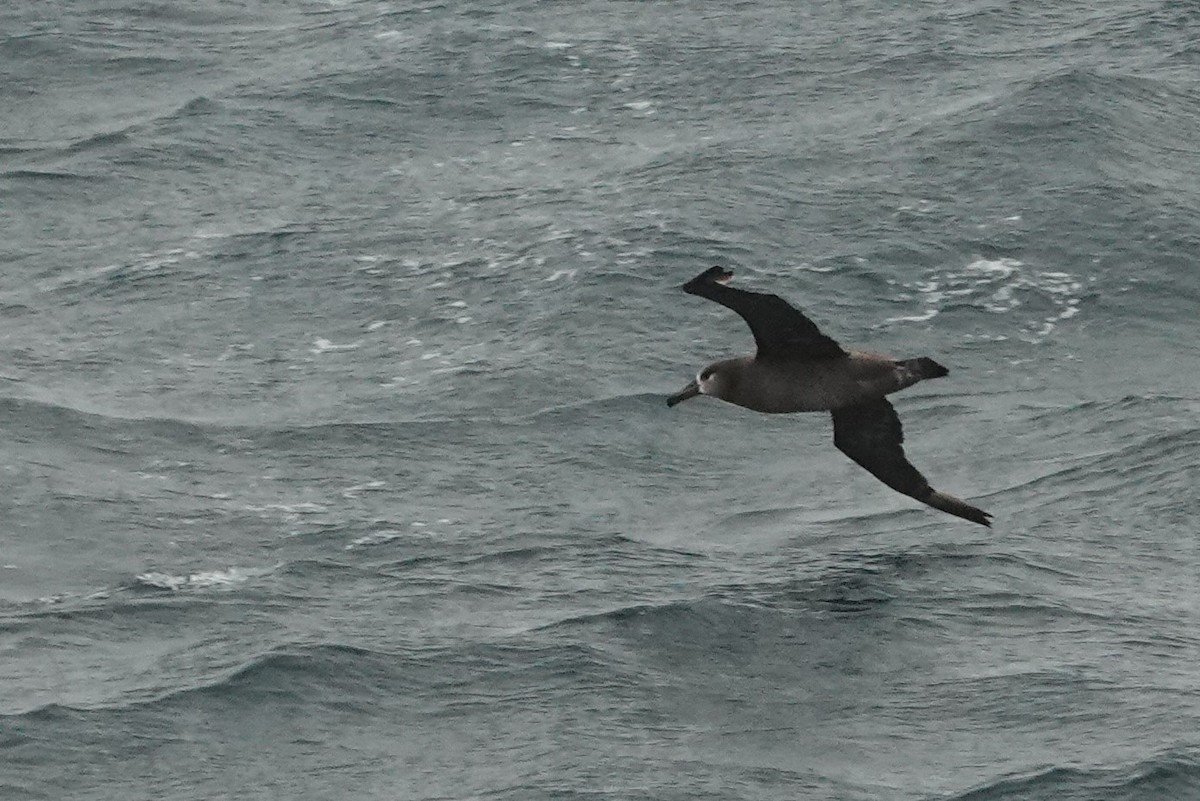 albatros černonohý - ML591748301