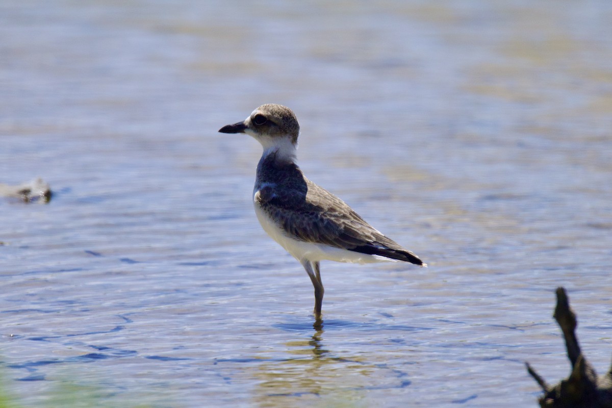 Wilson's Plover - Ardell Winters