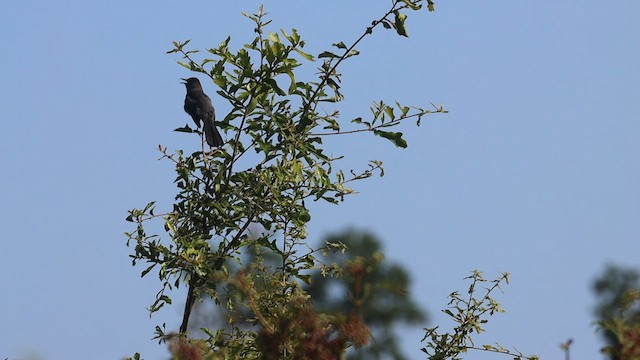 ימימן אמריקני - ML591749091