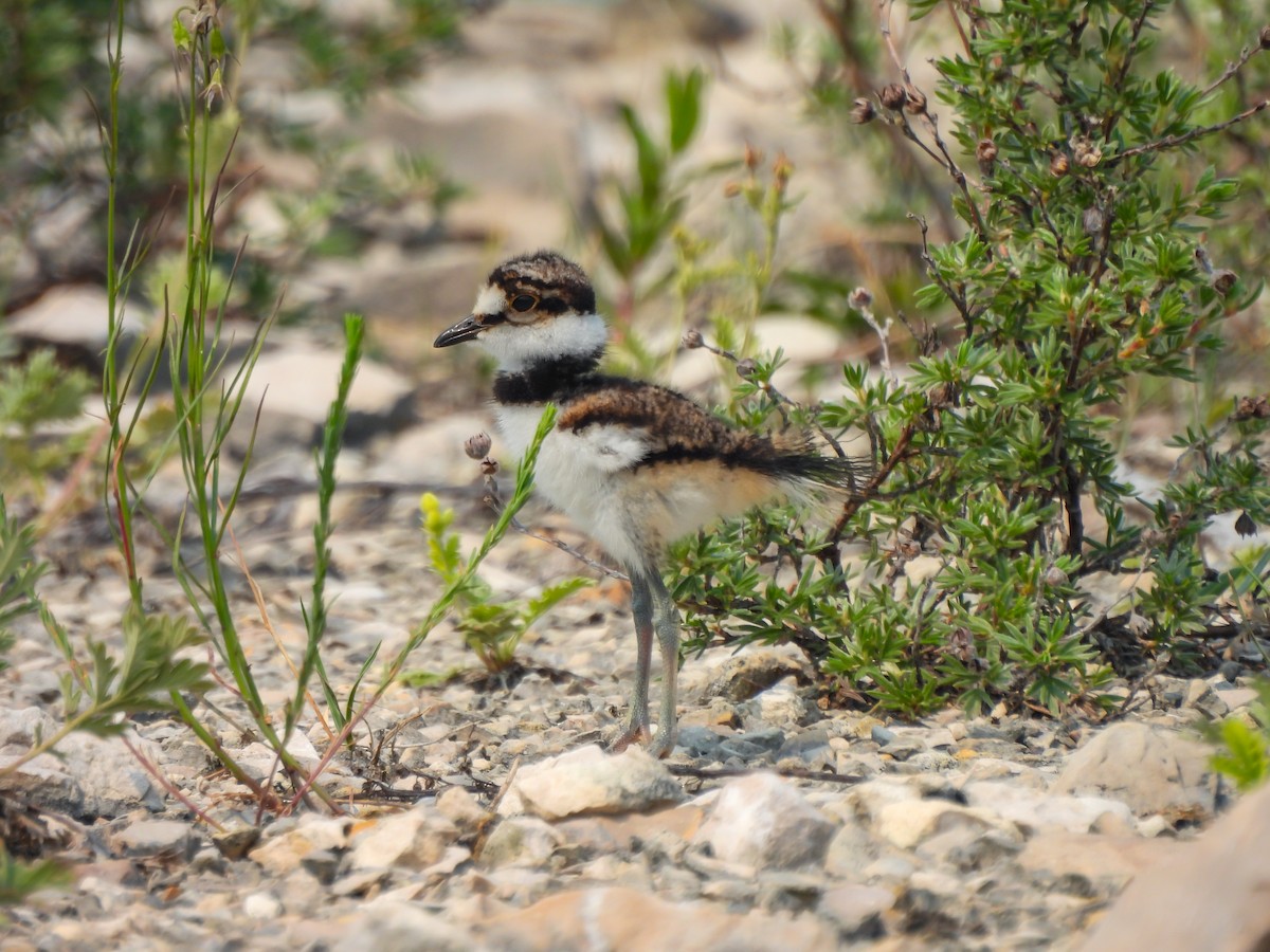 Killdeer - ML591749691