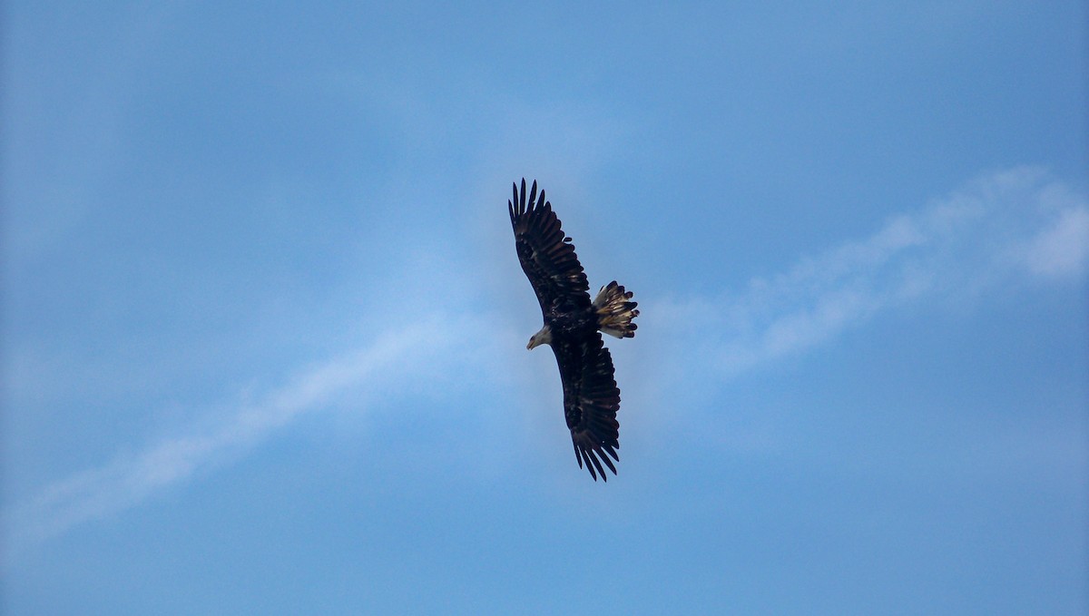 Bald Eagle - ML591750221