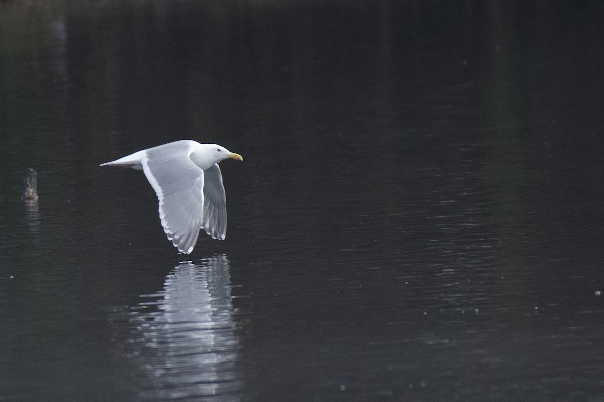 ワシカモメ - ML591750501