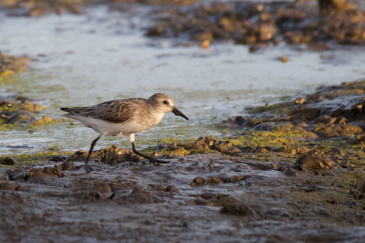 ヒレアシトウネン - ML591750851