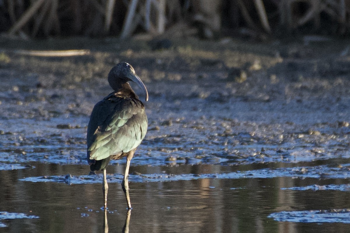 ブロンズトキ - ML591751581