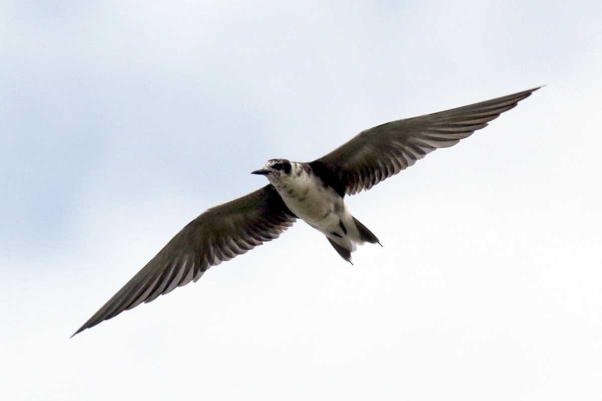 Black Tern - ML591751731