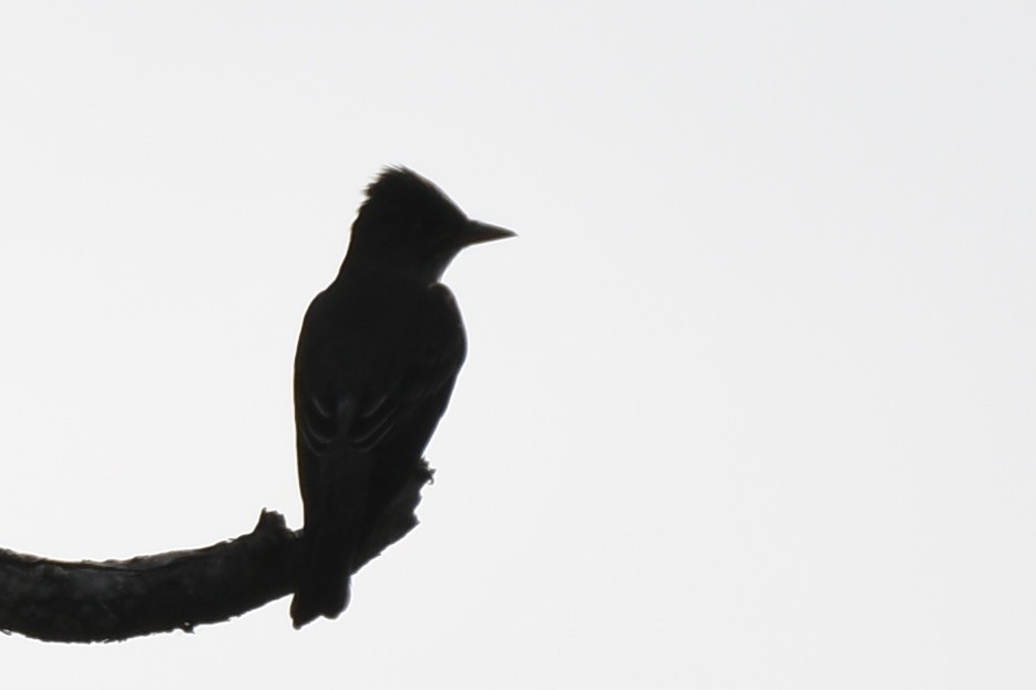 Olive-sided Flycatcher - ML591751901