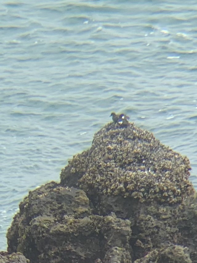 ウミバト - ML591752341