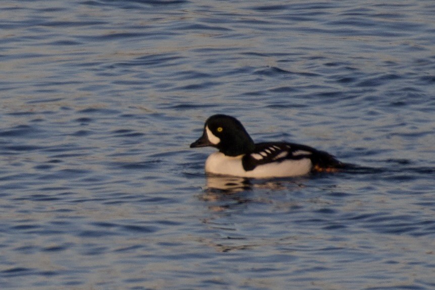 キタホオジロガモ - ML591752531