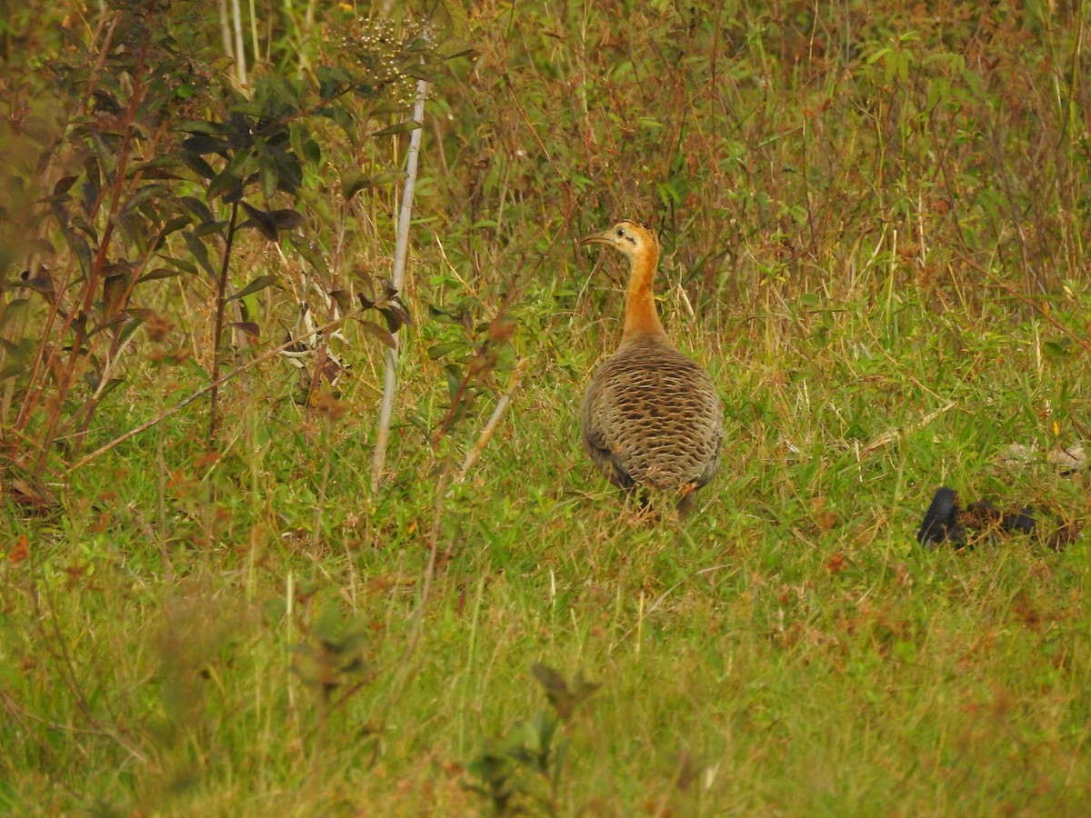 Red-winged Tinamou - ML591752611