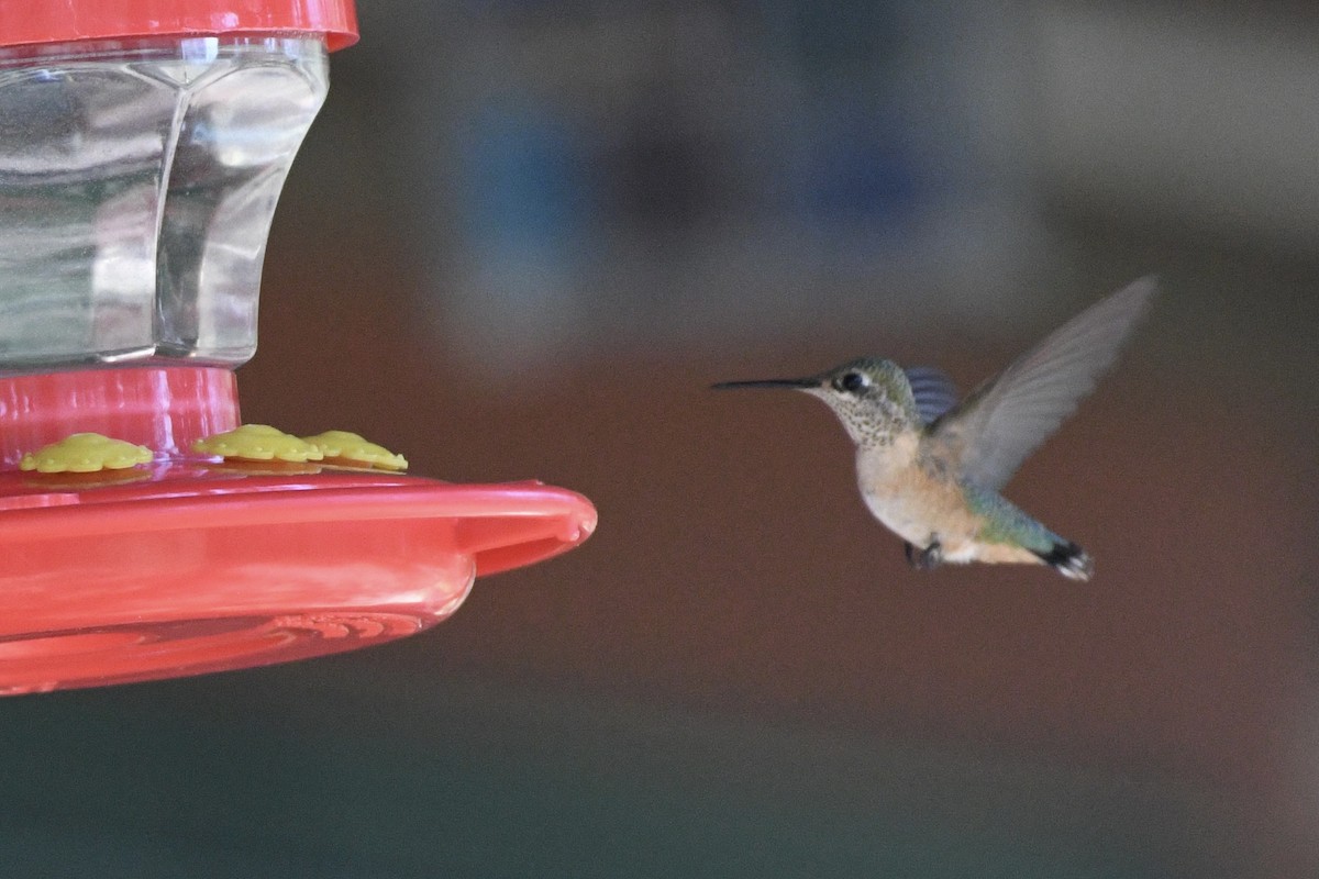 Calliope Hummingbird - Katie Warner
