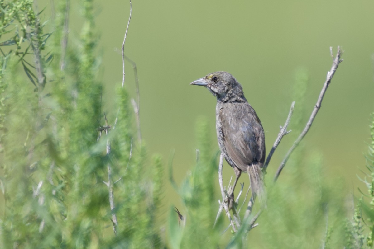 ハマヒメドリ - ML591753971