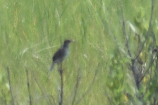 トゲオヒメドリ - ML591754441