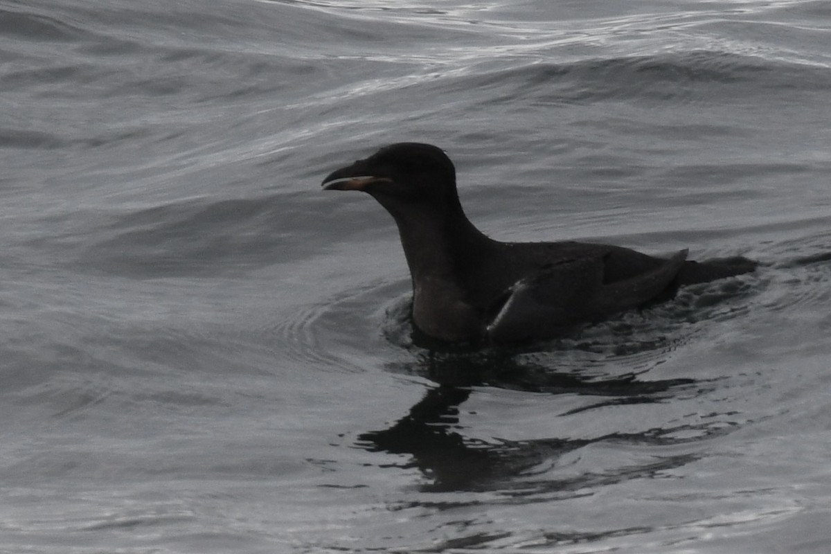 ウトウ - ML591754781