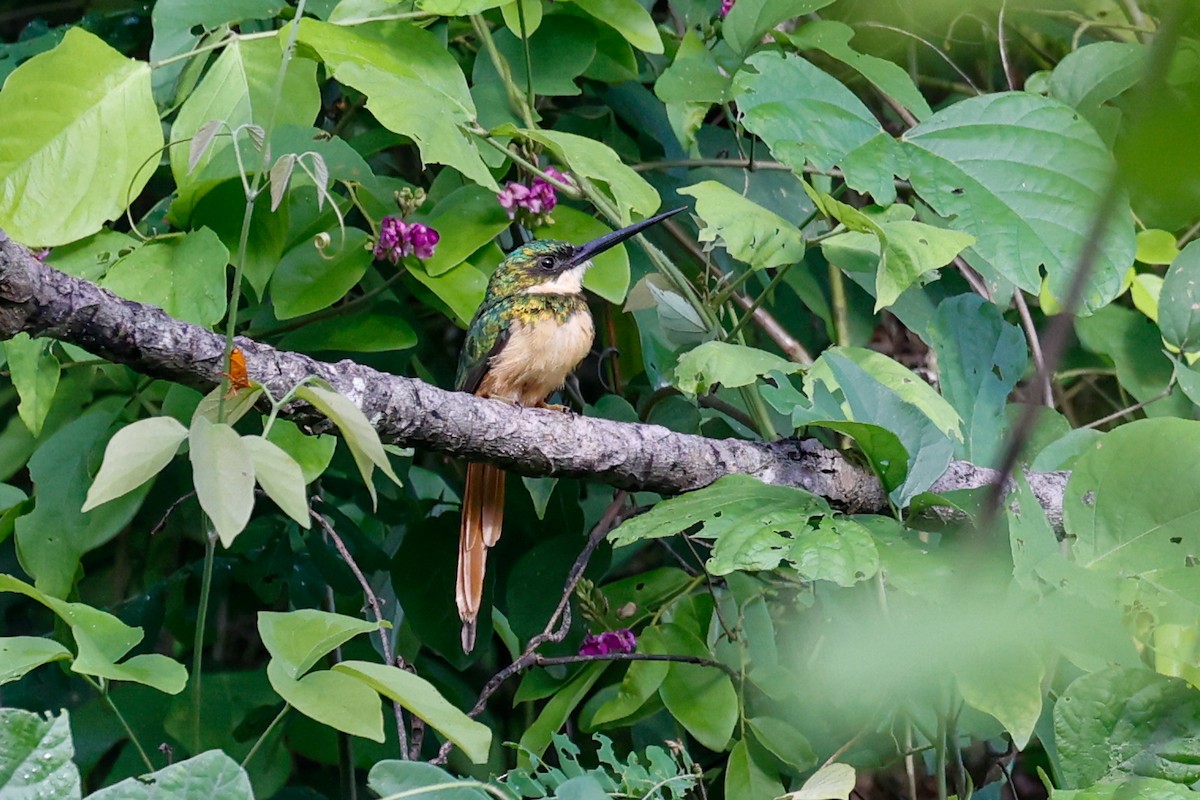 Rufous-tailed Jacamar (Rufous-tailed) - ML591755041