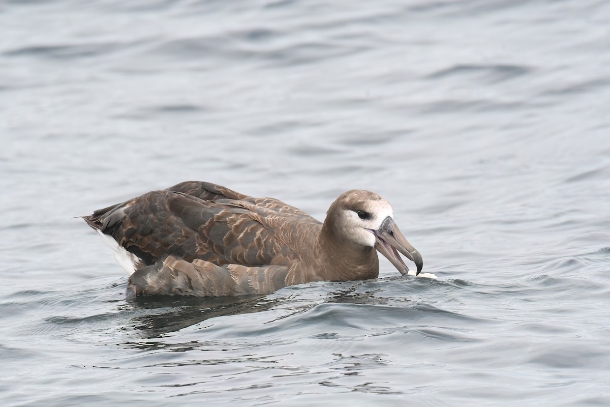クロアシアホウドリ - ML591755261