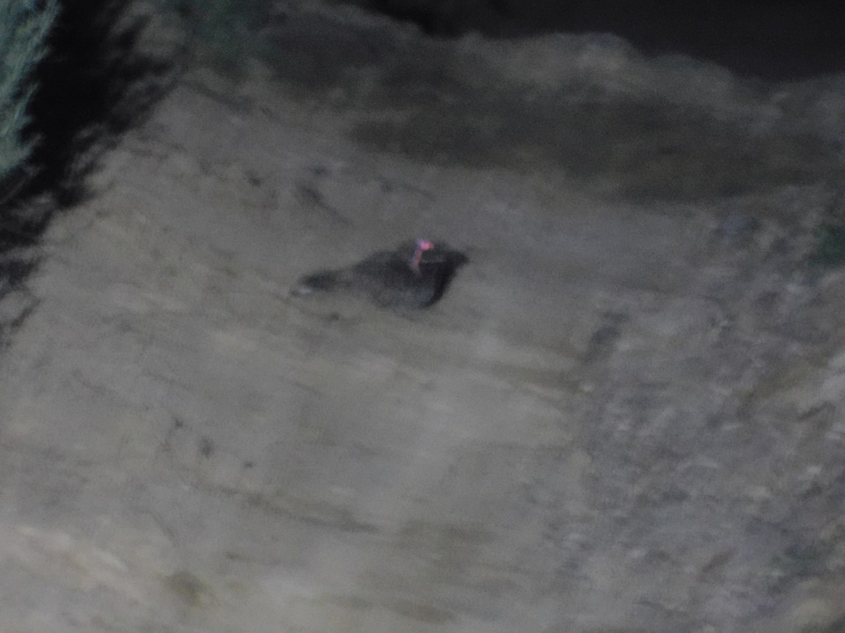 プアーウィルヨタカ - ML591755451