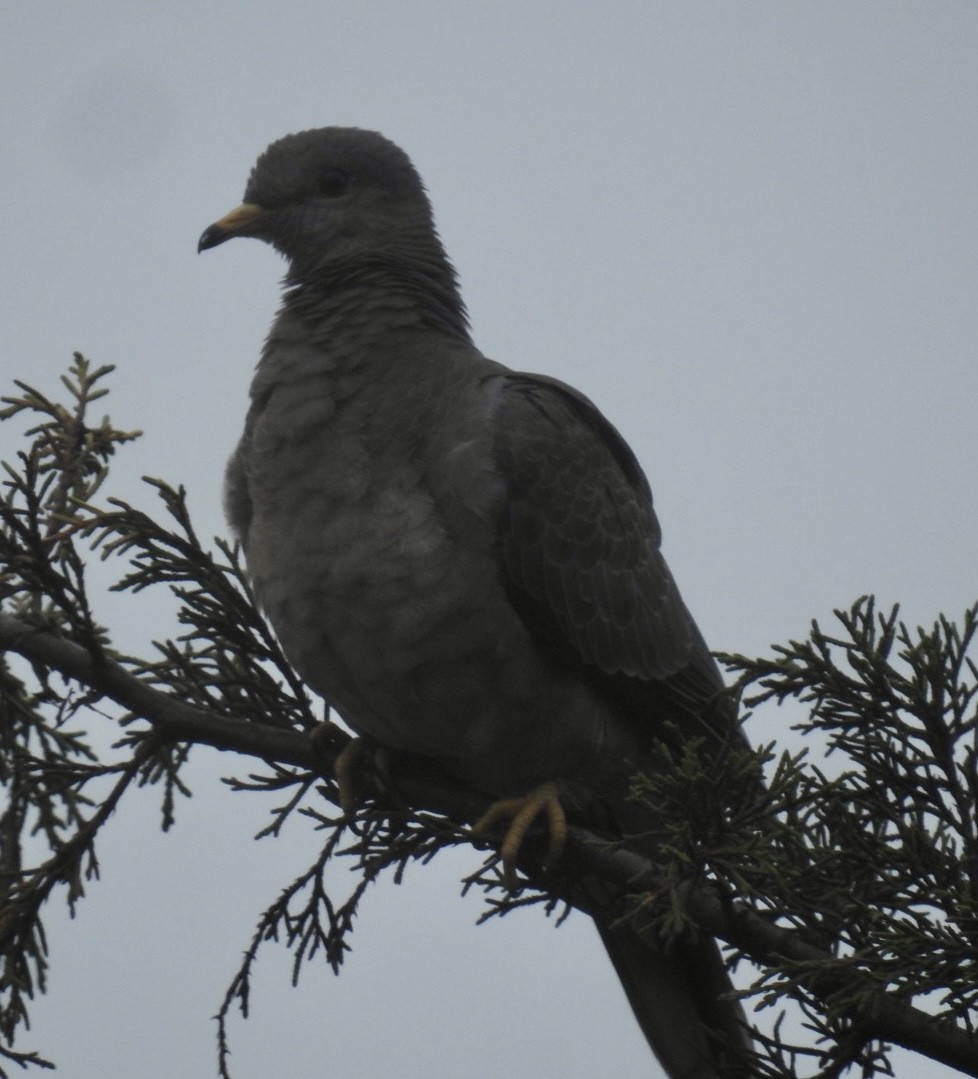 Band-tailed Pigeon - Tom Perls