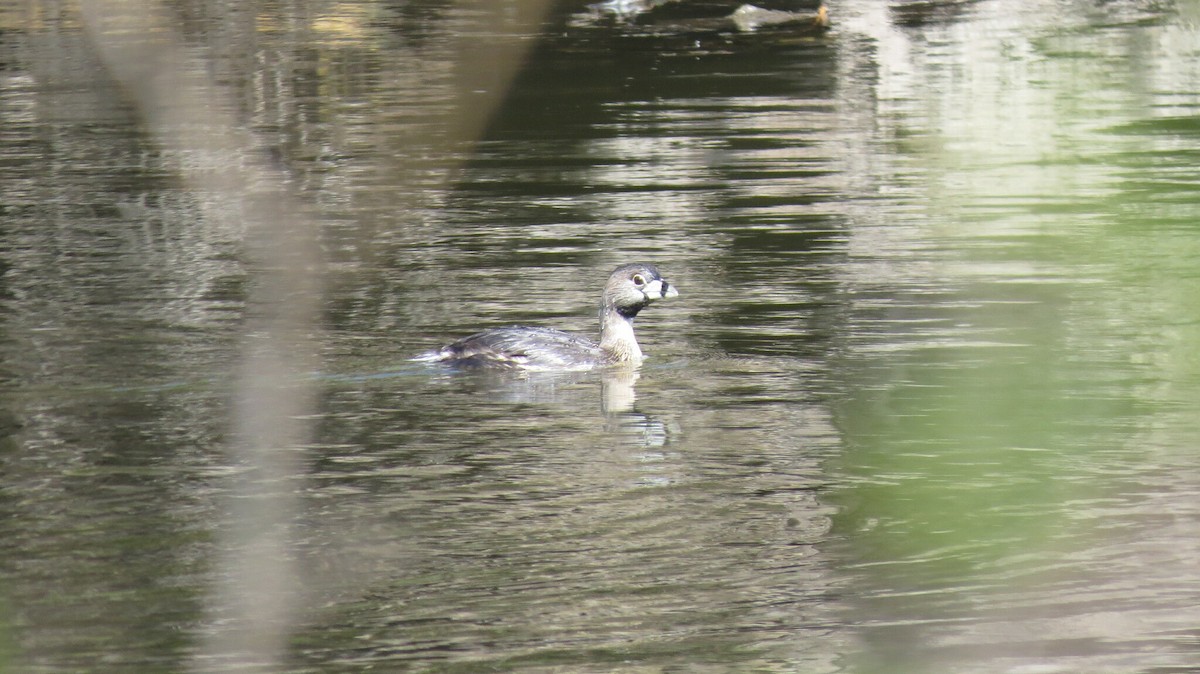 Pied-billed Grebe - ML591756411