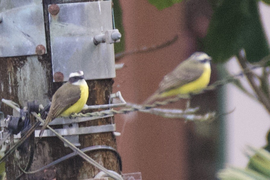 アカボウシヒタキモドキ - ML591756741