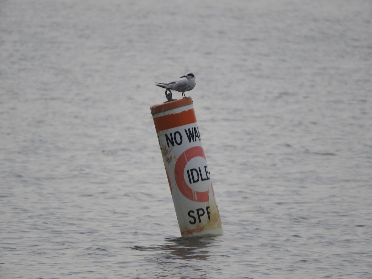 Forster's Tern - ML591757161