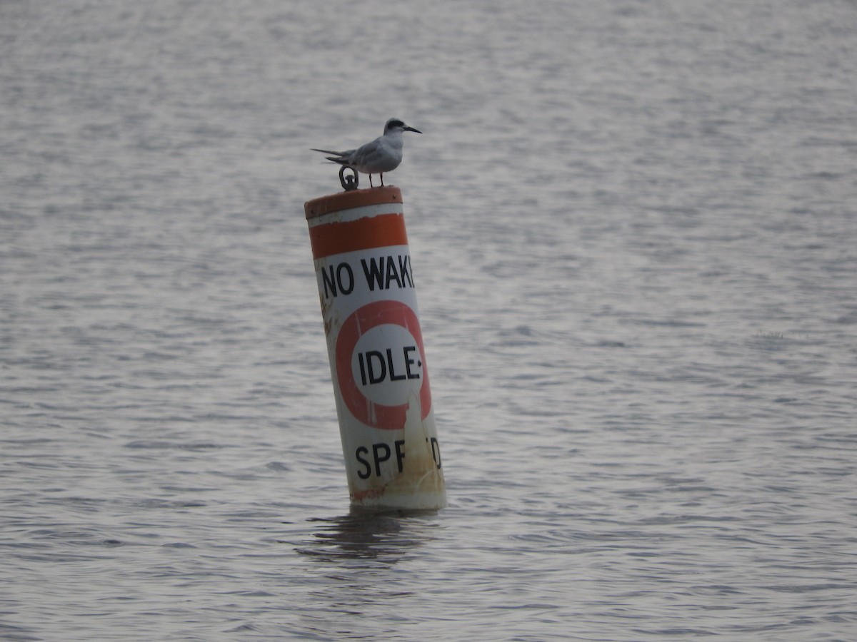 Forster's Tern - ML591757171