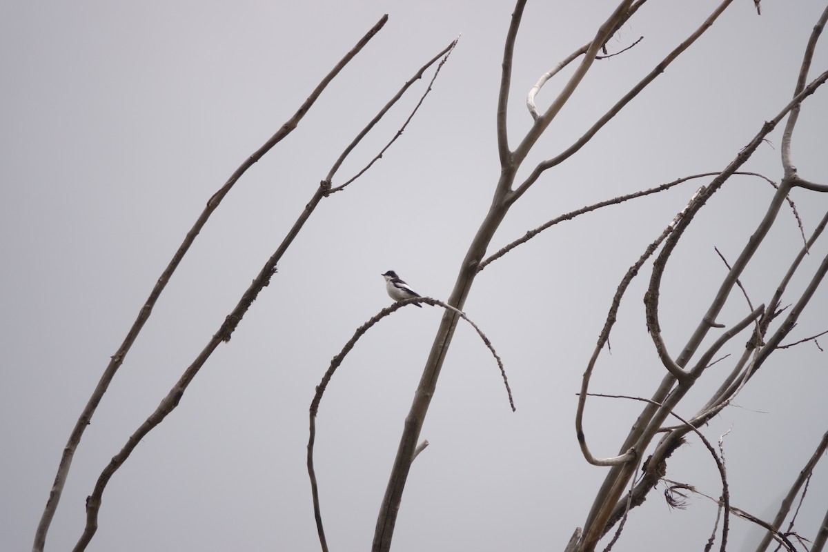 European Pied Flycatcher - ML591757271