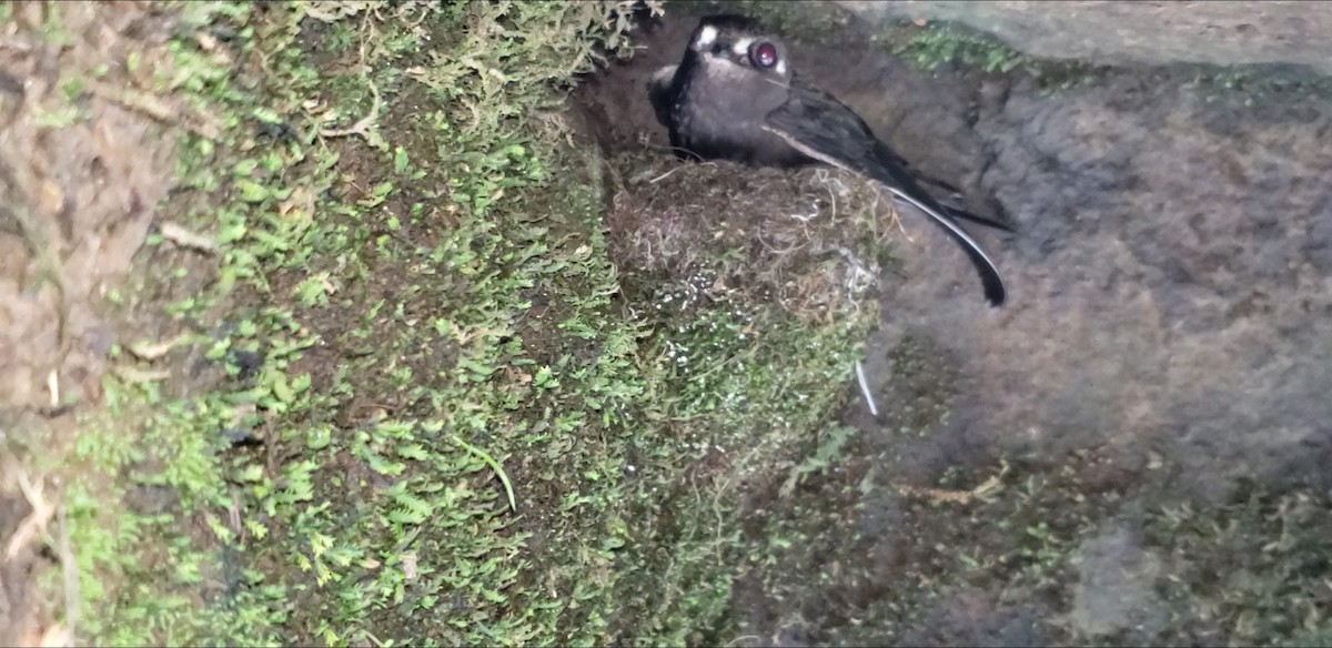 Spot-fronted Swift - ML591757691