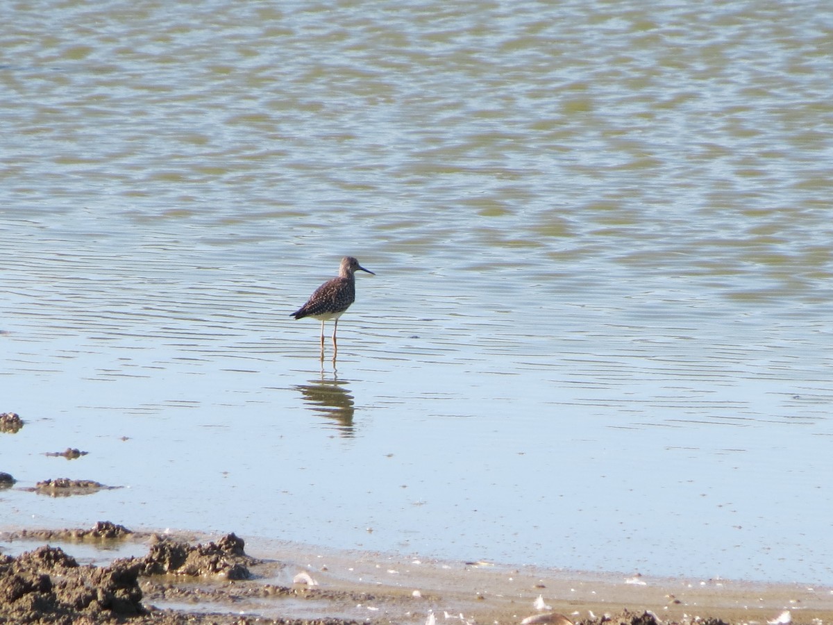 Lesser Yellowlegs - ML591758001