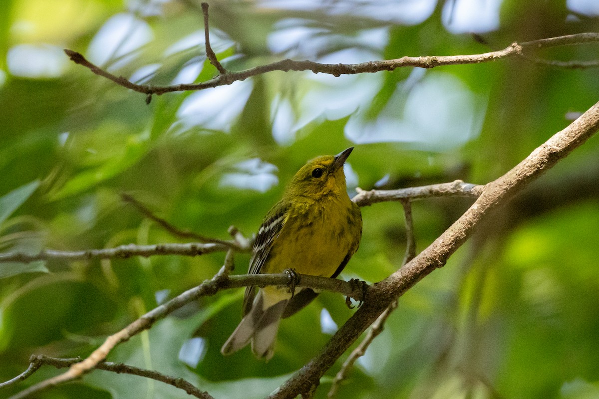 Pine Warbler - ML591758401