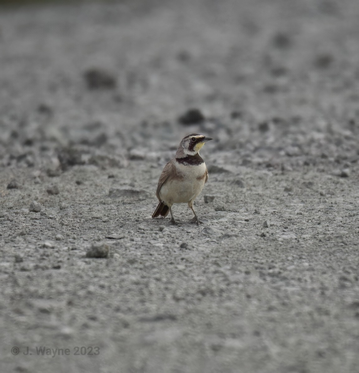 Horned Lark - ML591758651