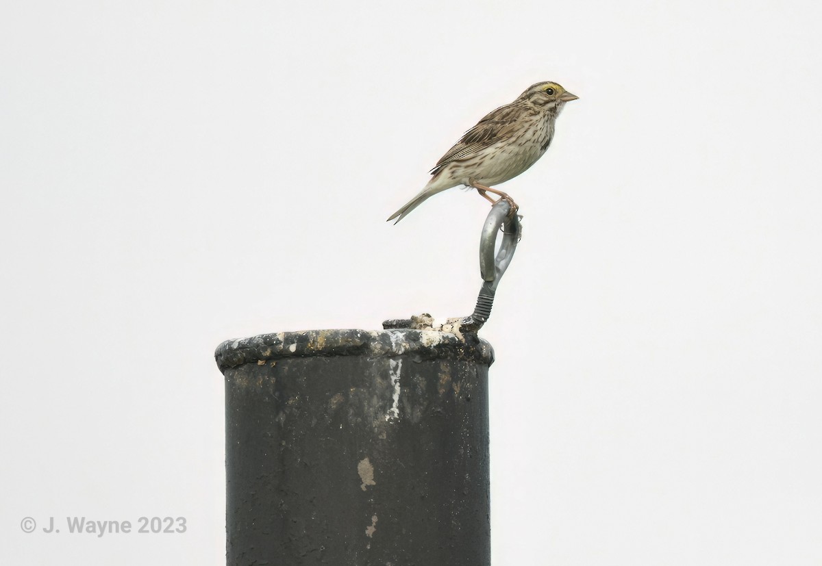 Savannah Sparrow - Jason Short