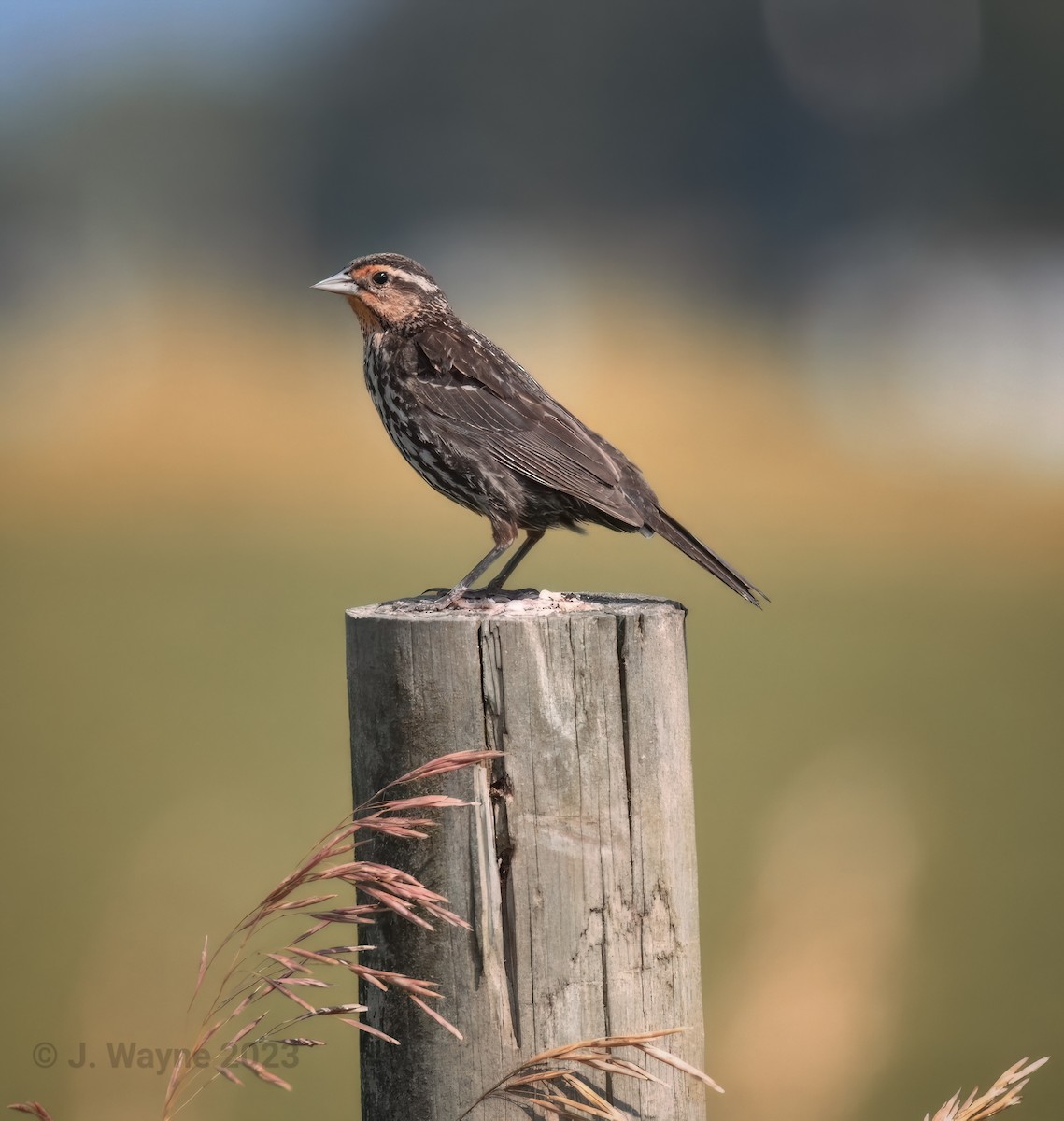 Red-winged Blackbird - Jason Short