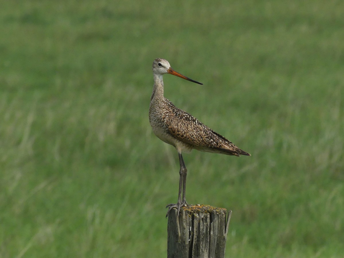 Marbled Godwit - ML591759671