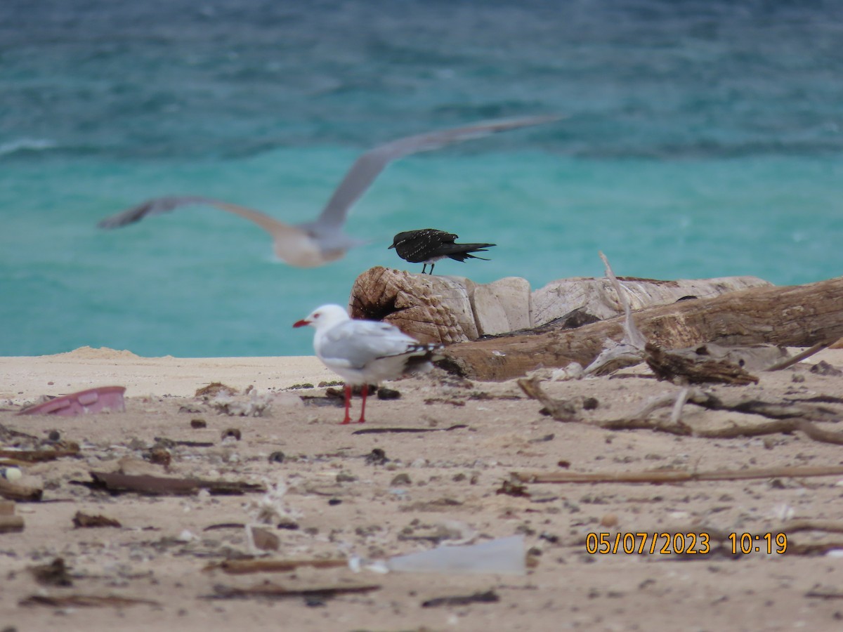 Gaviota Plateada - ML591759691