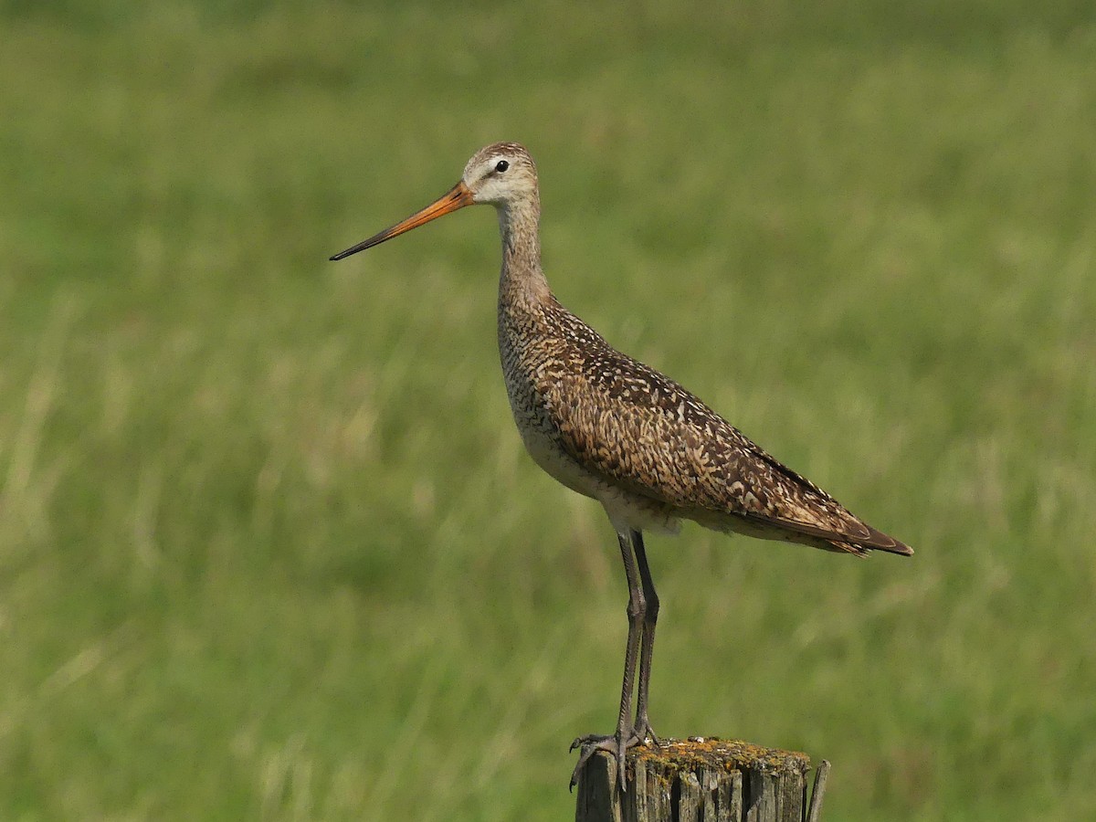 Marbled Godwit - ML591759721