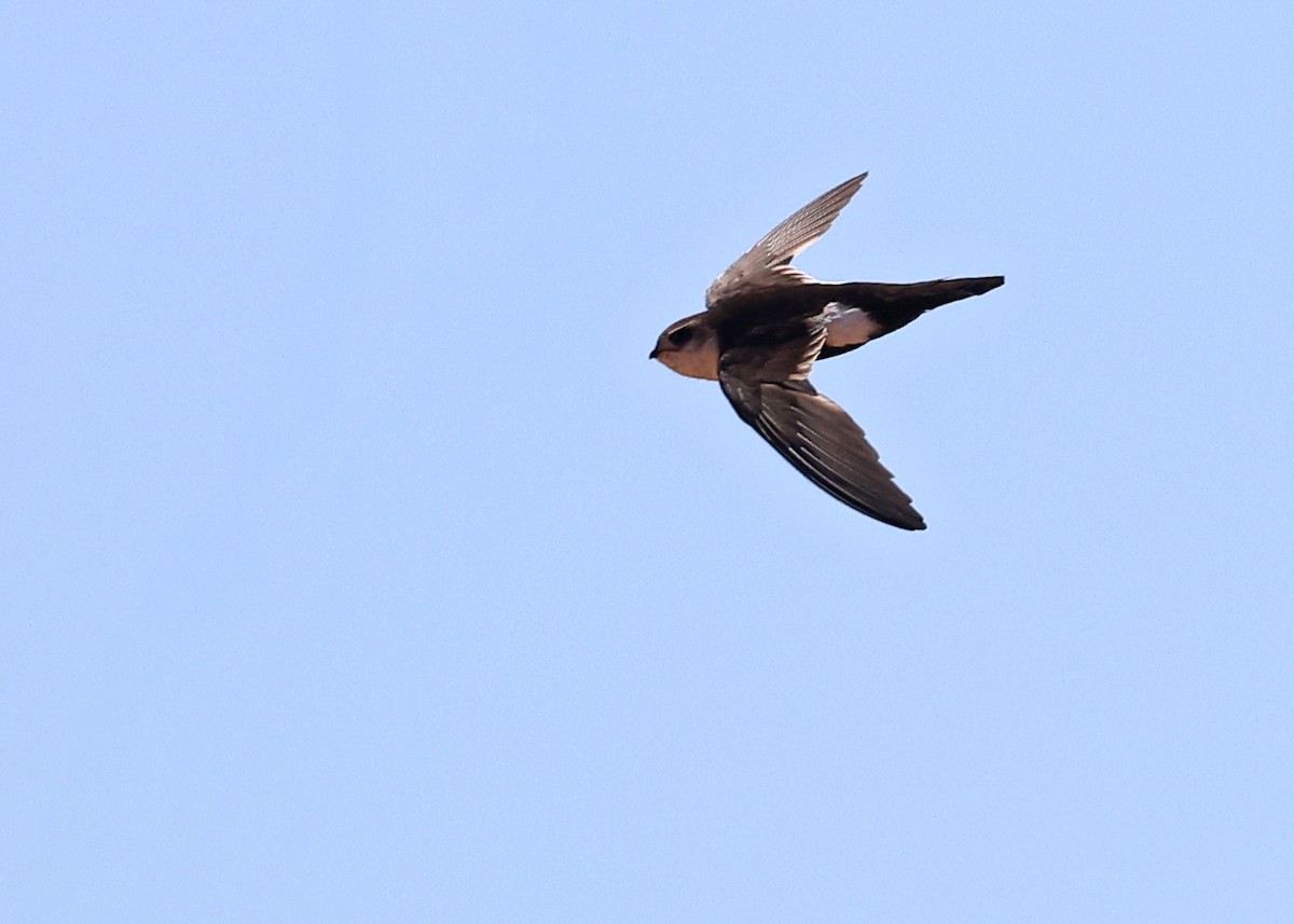 White-throated Swift - ML591759941