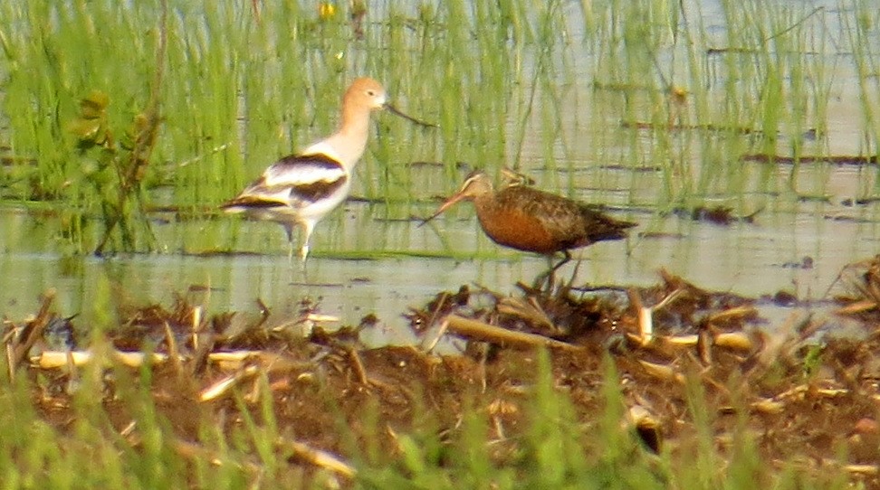 Hudsonian Godwit - ML59176001