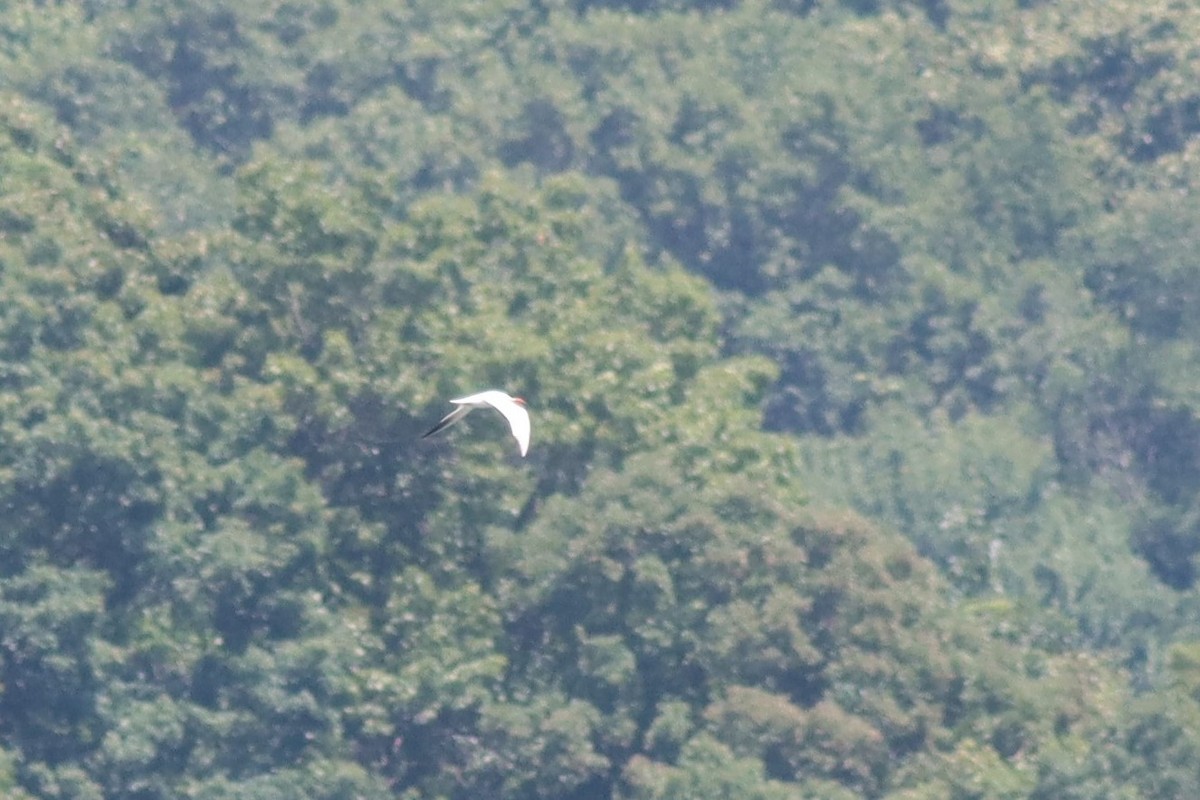 Caspian Tern - ML591760561