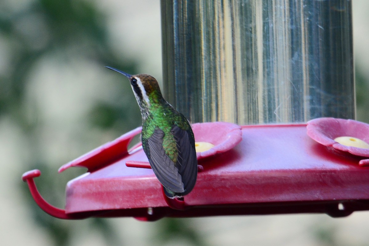 Colibrí Orejiblanco - ML591761631